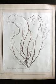 Pressed Seaweed 1880's Folio British Herbarium from Falmouth, Cornwall