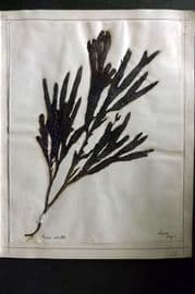 Pressed Seaweed 1880's Folio British Herbarium from Torquay, Devon