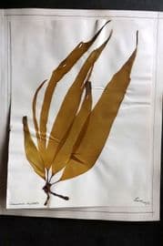 Pressed Seaweed 1880's Folio British Herbarium from Torquay Devon