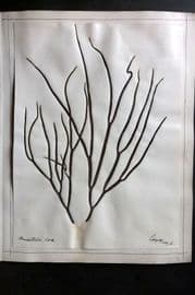 Pressed Seaweed 1880's Folio British Herbarium - Torquay Devon