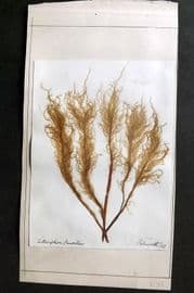 Pressed Seaweed 1883 British Herbarium from Falmouth Cornwall