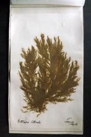 Pressed Seaweed 1886 British Herbarium from Torquay, Devon