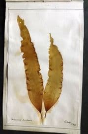 Pressed Seaweed 1886 British Herbarium from Torquay Devon