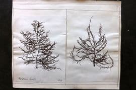 Pressed Seaweed (2) 1880's British Herbarium from Jersey