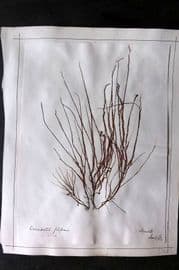Pressed Seaweed (2) 1880's British Herbarium from Mumbles & Torquay