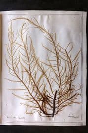 Pressed Seaweed (2) 1880's British Herbarium from Torquay