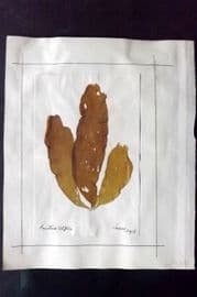 Pressed Seaweed (2) 1880's British Herbarium from Torquay & Falmouth, Devon