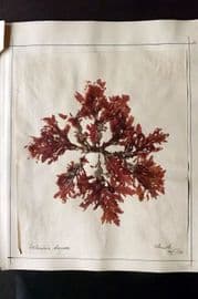Pressed Seaweed (3) 1880's British Herbarium from Torquay & Exmouth Devon