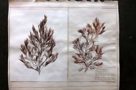 Pressed Seaweed (4) 1880's British Herbarium from Torquay etc