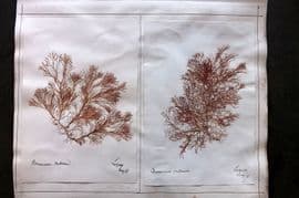 Pressed Seaweed (4) 1880's British Herbarium from Torquay & Mumbles