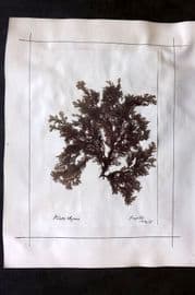 Pressed Seaweed (4) 1880's British Herbarium from Torquay & Paignton