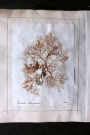 Pressed Seaweed (5) 1880's British Herbarium from Torquay