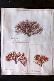 Pressed Seaweed (6) 1880's British Herbarium from Torquay