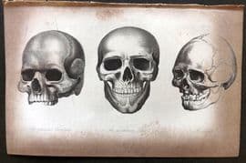 Prichard 1848 Antique Print. Skulls of Cimbrian, Esonian Finn, Lappe 08