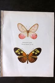 Prochazka 1963 Butterfly Callitaera Pireta Cramer Heliconius Amazona Staudinger