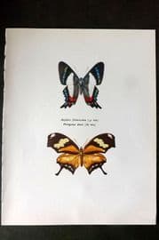 Prochazka 1963 Butterfly Print. Ancyluris Formoissima, Protogonius Drurii