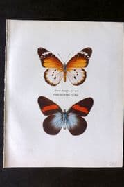 Prochazka 1963 Butterfly Print. Golden Danaid, Pereute Leucodrosime Kollar