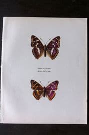 Prochazka 1963 Butterfly Print. Purple Emperor & European Purple Emperor