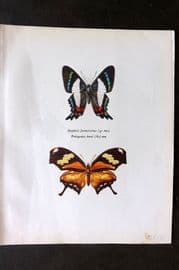 Prochazka 1963 Print. Ancyluris Formosissima Hewitson & Protogonius Butler