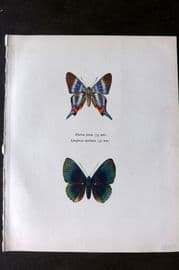 Prochazka 1963 Print. Diorina Psecas Saunders, Lyropteryx Apollinia Westwood