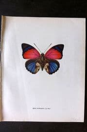 Prochazka 1963 Vintage Butterfly Print. Agrias Sardanapalus Bates