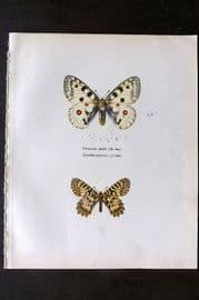 Prochazka 1963 Vintage Butterfly Print. Apollo and Small Thais