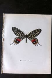 Prochazka 1963 Vintage Butterfly Print. Bhutan Glory