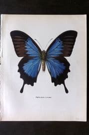 Prochazka 1963 Vintage Butterfly Print. Blue Mountain Butterfly