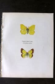 Prochazka 1963 Vintage Butterfly Print. Brimstone & Alpine Clouded Yellow