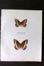 Prochazka 1963 Vintage Butterfly Print. Chazara Briseis Linne. Giant Tree Brown