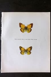 Prochazka 1963 Vintage Butterfly Print. Clouded Yellow