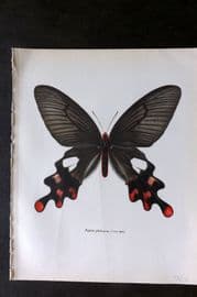 Prochazka 1963 Vintage Butterfly Print. Common Windmill