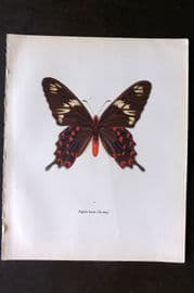 Prochazka 1963 Vintage Butterfly Print. Crimson Rose