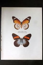 Prochazka 1963 Vintage Butterfly Print. Danus Chrysippus, Pereute Leucodrosime