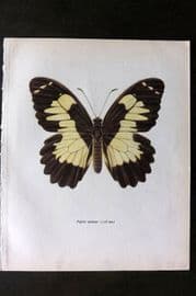 Prochazka 1963 Vintage Butterfly Print. Euchenor Butterfly