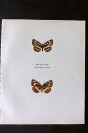 Prochazka 1963 Vintage Butterfly Print. European & East European Sailer