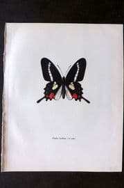 Prochazka 1963 Vintage Butterfly Print. Eurytides lysithous Hubner