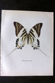 Prochazka 1963 Vintage Butterfly Print. Graphicum Androcles Boisduval