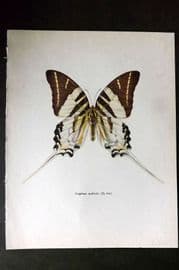Prochazka 1963 Vintage Butterfly Print. Graphium Androcles