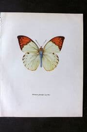 Prochazka 1963 Vintage Butterfly Print. Great Orange Tip