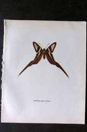 Prochazka 1963 Vintage Butterfly Print. Green Dragontail