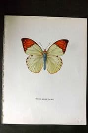 Prochazka 1963 Vintage Butterfly Print. Hebomoia Glaucippe