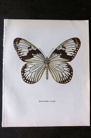 Prochazka 1963 Vintage Butterfly Print. Hestia durvillei Boisduval