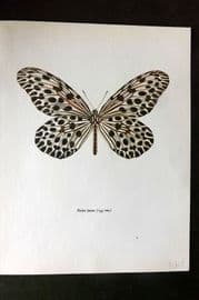 Prochazka 1963 Vintage Butterfly Print. Hestia Lyncea