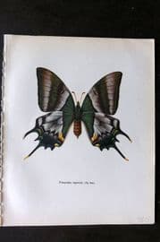Prochazka 1963 Vintage Butterfly Print. Kaiser-I-Hind