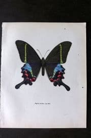 Prochazka 1963 Vintage Butterfly Print. Kirishna Peacock