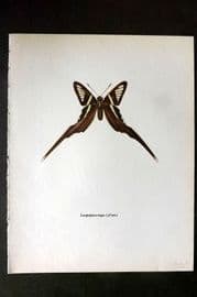 Prochazka 1963 Vintage Butterfly Print. Lamproptera Meges