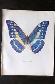 Prochazka 1963 Vintage Butterfly Print. Morpho Cypris Westwood