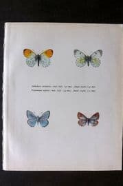 Prochazka 1963 Vintage Butterfly Print. Orange Tip, Meleager Blue