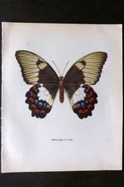 Prochazka 1963 Vintage Butterfly Print. Orchard Swallowtail